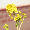 浮間の花々