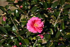 浮間の花々