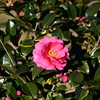 浮間の花々