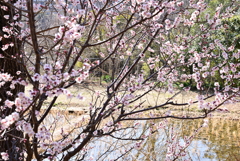 水田