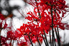 巾着田曼珠沙華公園