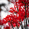 巾着田曼珠沙華公園