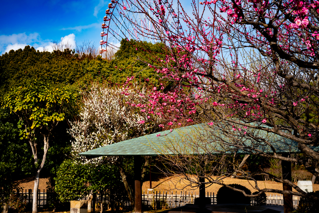 葛西臨海公園　日本庭園