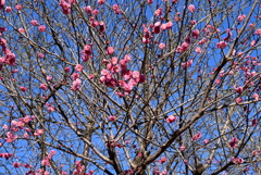 浮間の花々