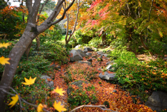 昭和記念公園