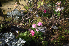お台場の花壇　冬