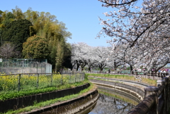 晴れの見沼用水路
