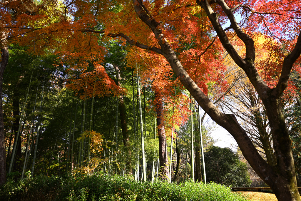昭和記念公園