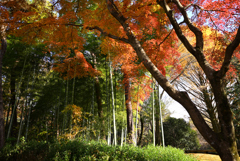 昭和記念公園