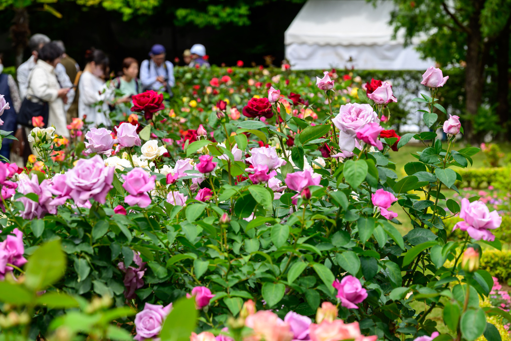 春薔薇