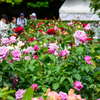春薔薇