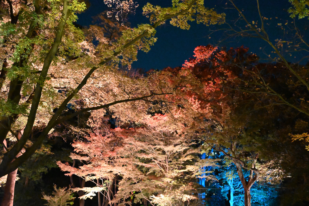 夜の飛鳥山公園