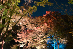 夜の飛鳥山公園