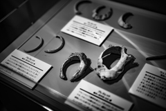 博物展示品