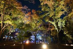 夜の飛鳥山公園