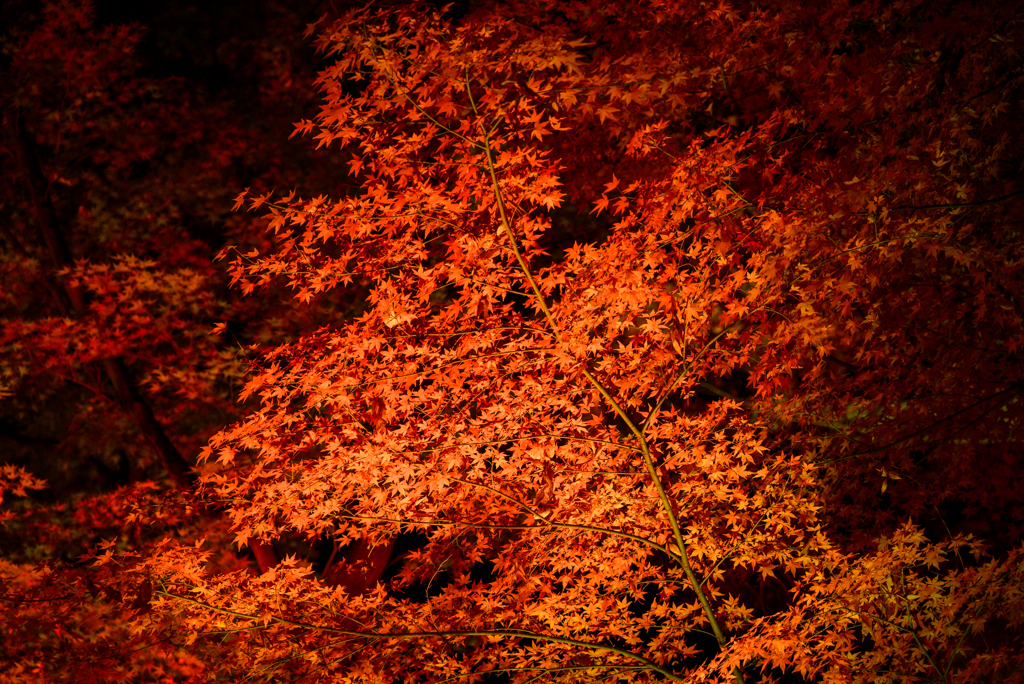 飛鳥山公園ライトアップ