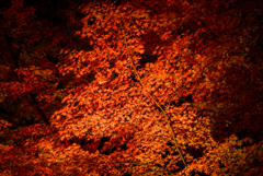 飛鳥山公園ライトアップ