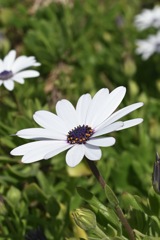 ZFC_6568