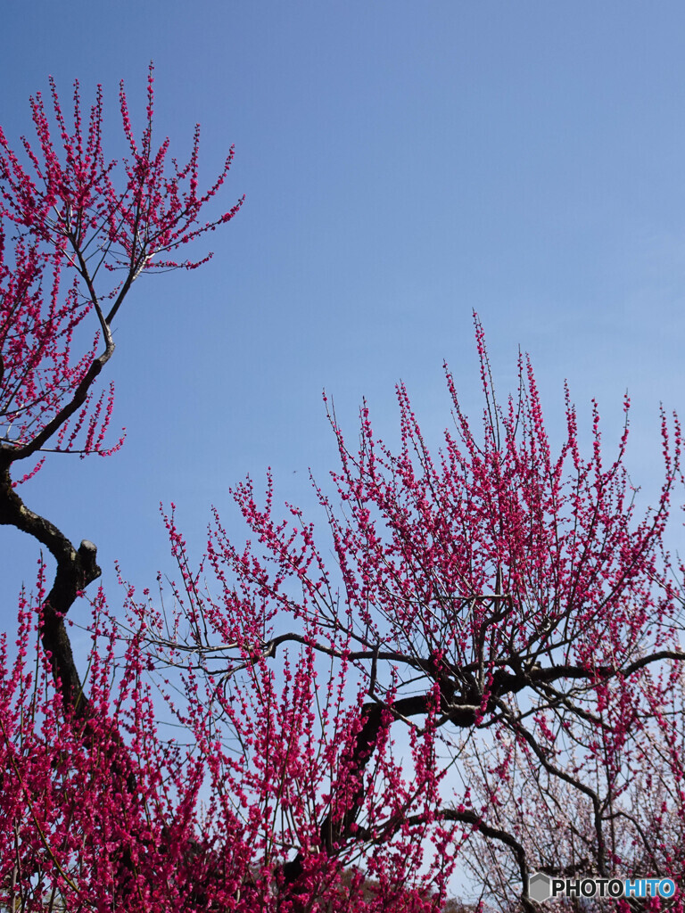 空と紅梅