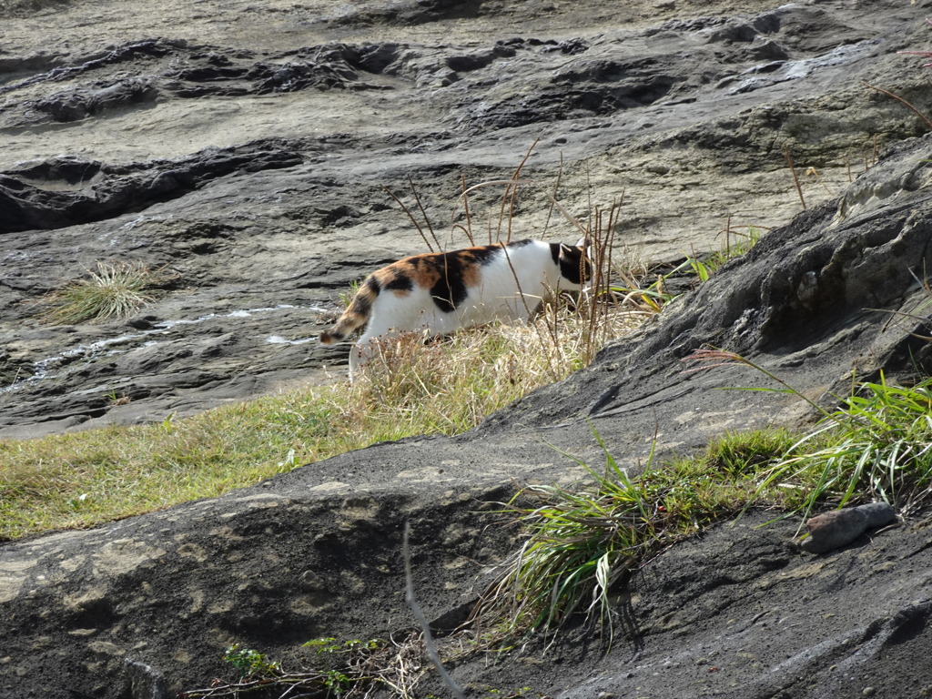 にゃーのお散歩