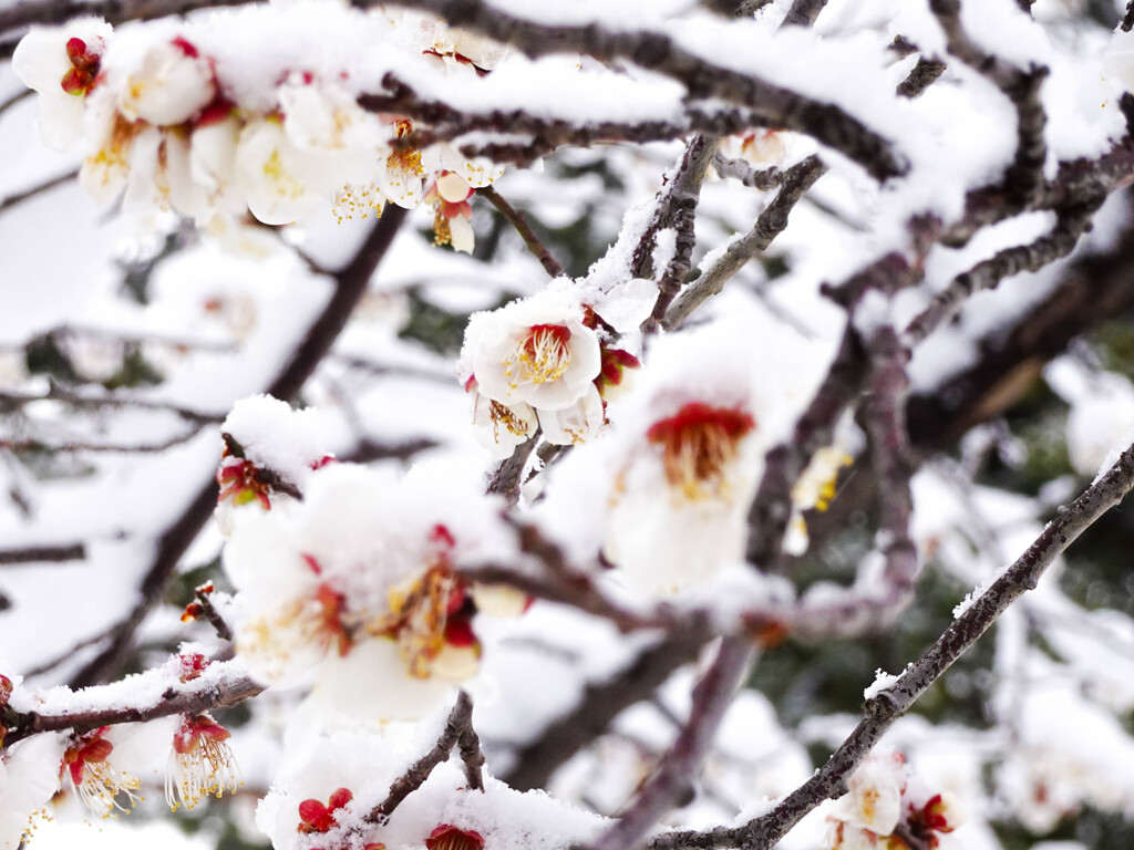 雪と梅