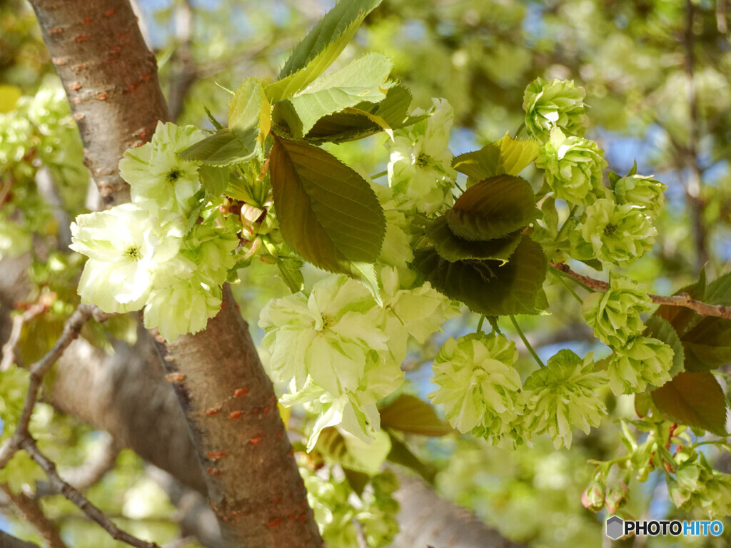 鬱金桜