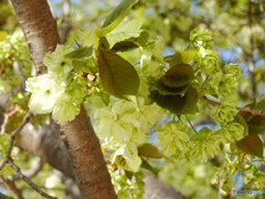 鬱金桜