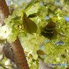 鬱金桜