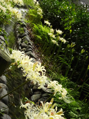 白彼岸