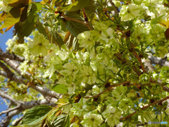 鬱金桜