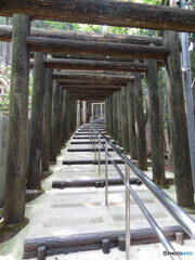 続く鳥居