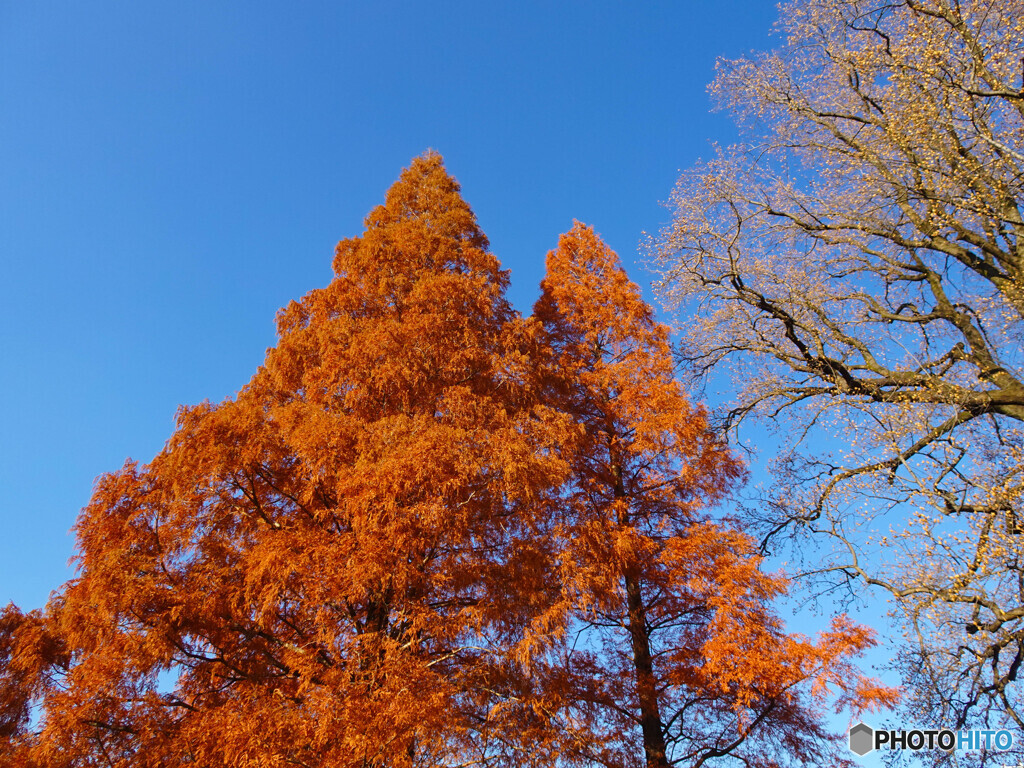 紅葉　のっぽの木