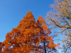 紅葉　のっぽの木