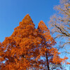紅葉　のっぽの木