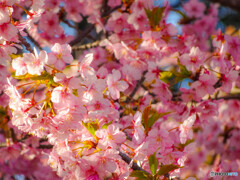 早咲き桜