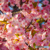 早咲き桜