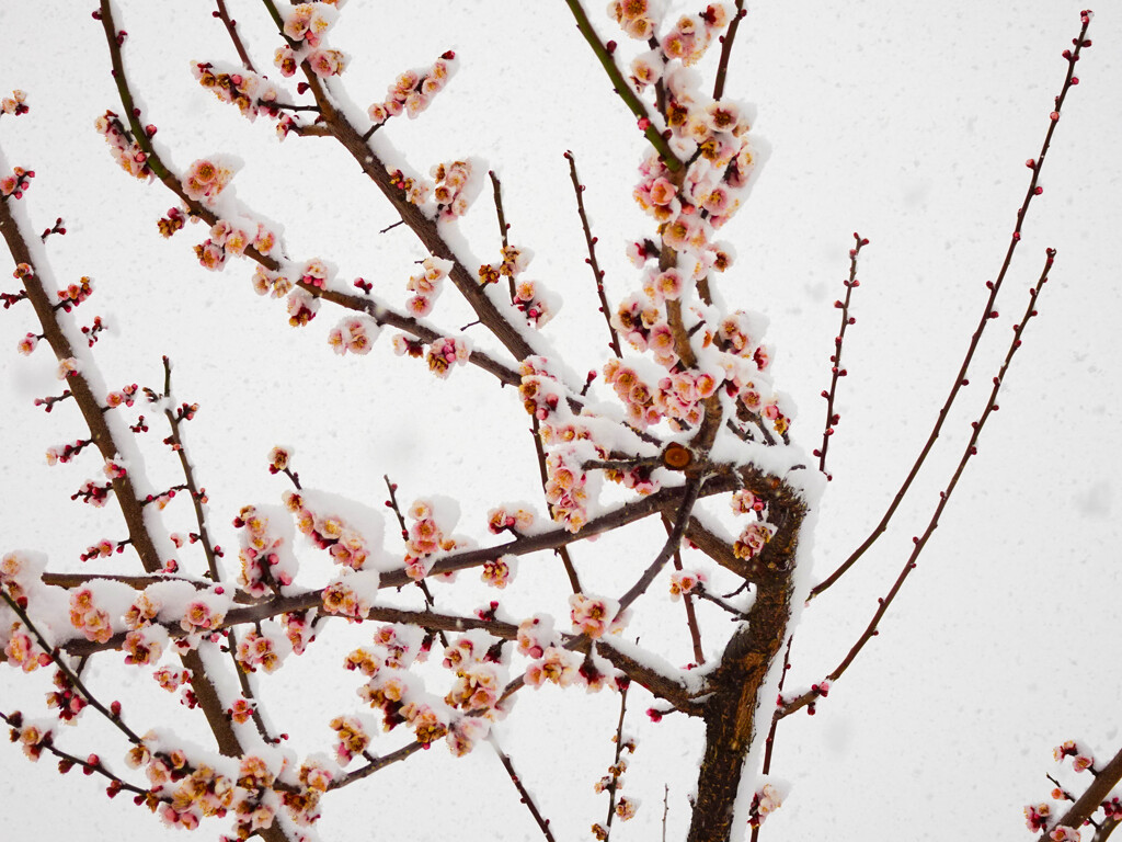梅と雪