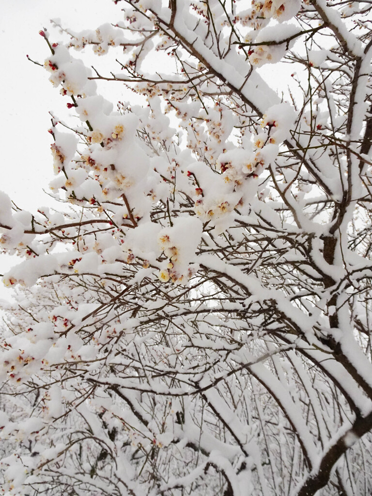 雪と梅