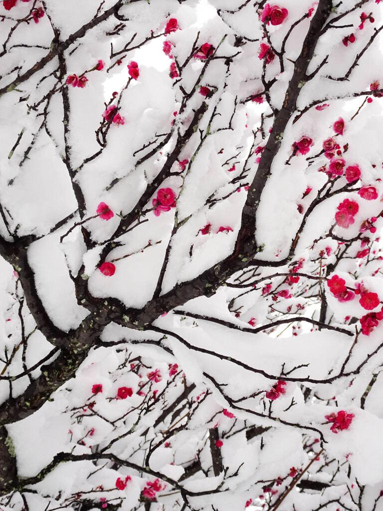 紅梅と雪