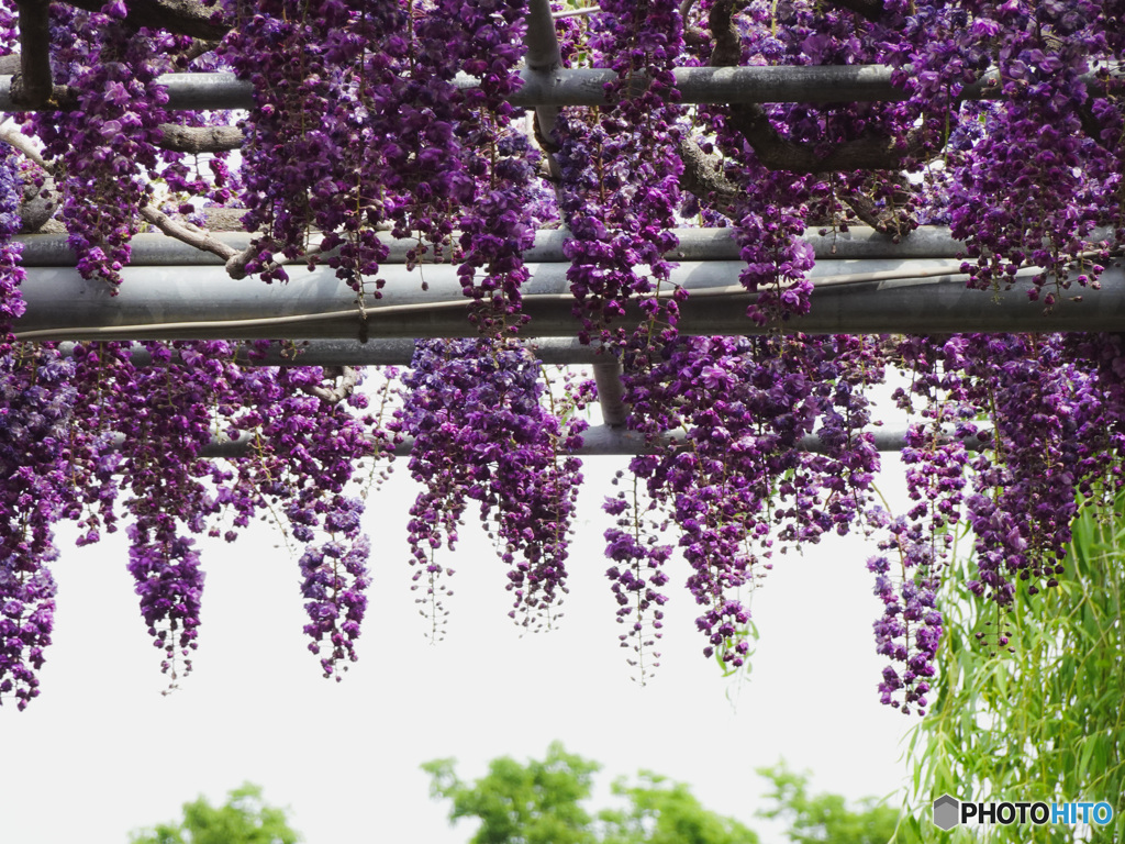 葡萄色の花