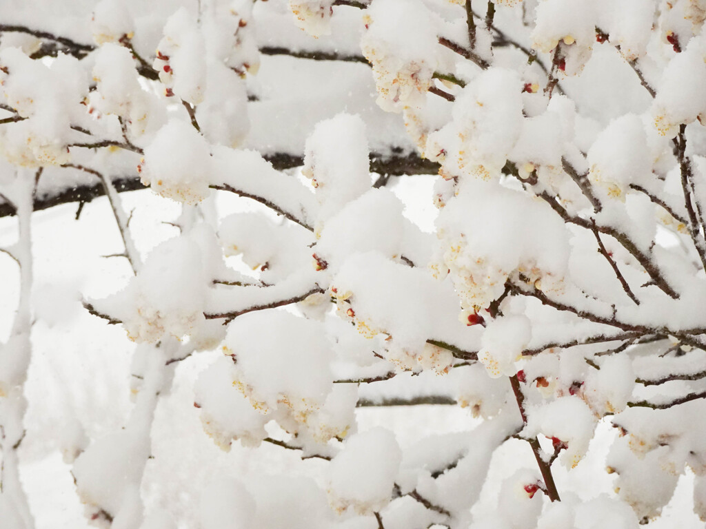 雪と梅