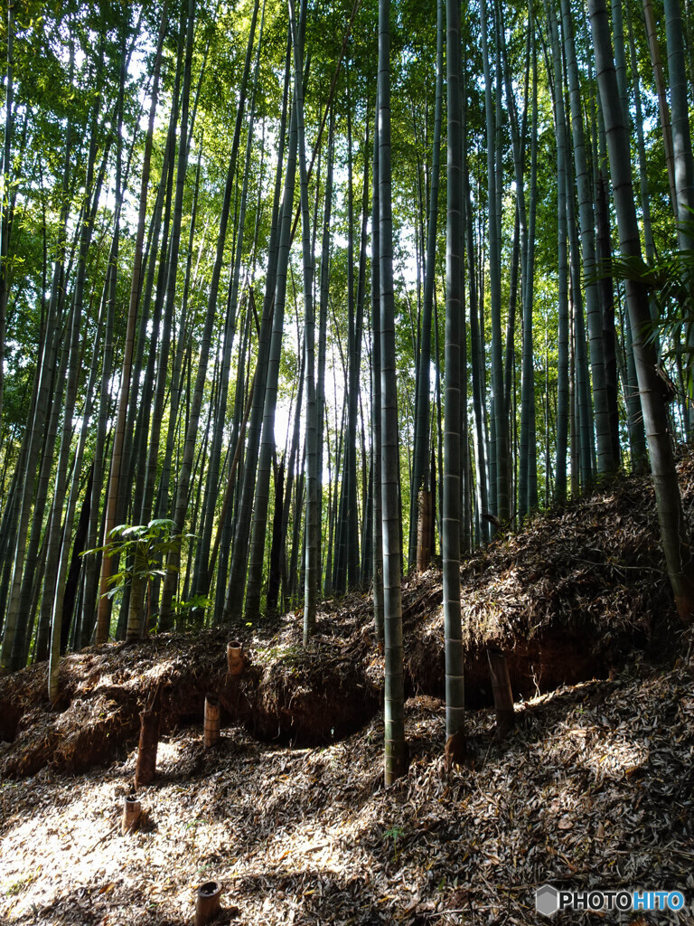 竹林