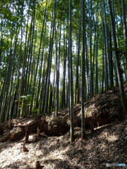 竹林