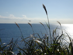 午後の光　すすきと鳥