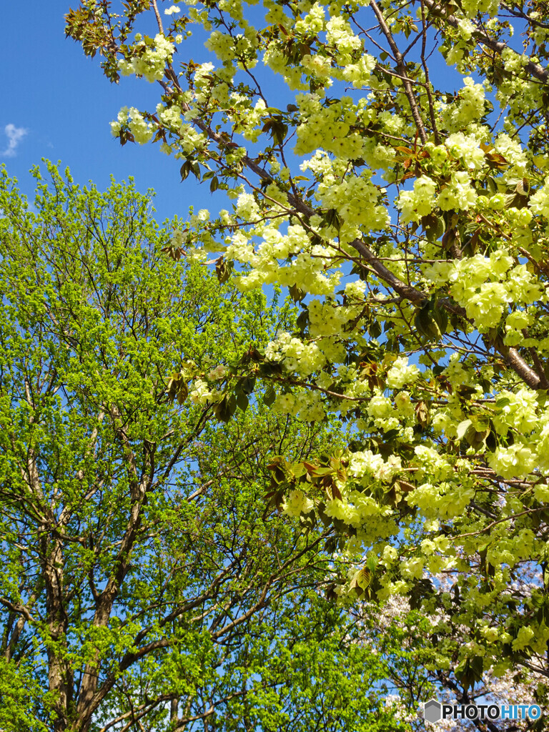 鬱金桜