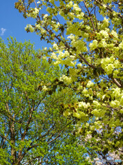 鬱金桜