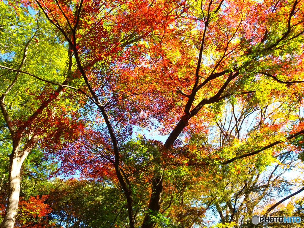紅葉