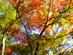 紅葉