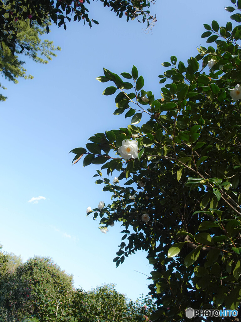 椿と青空