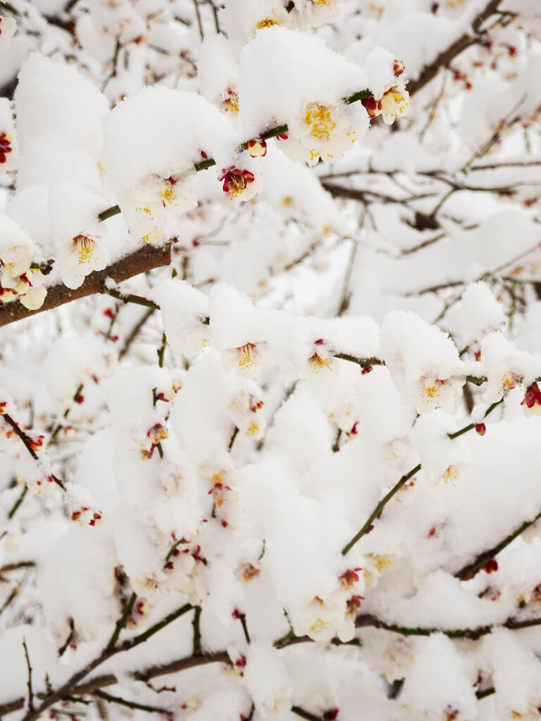 雪と梅